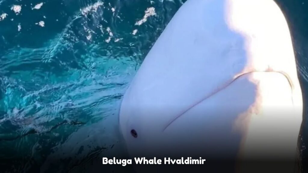 Beluga Whale Norway Russian Spy