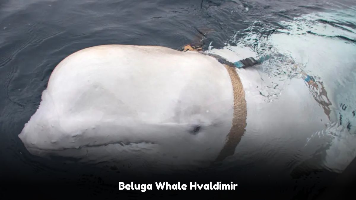 Beluga Whale Hvaldimir